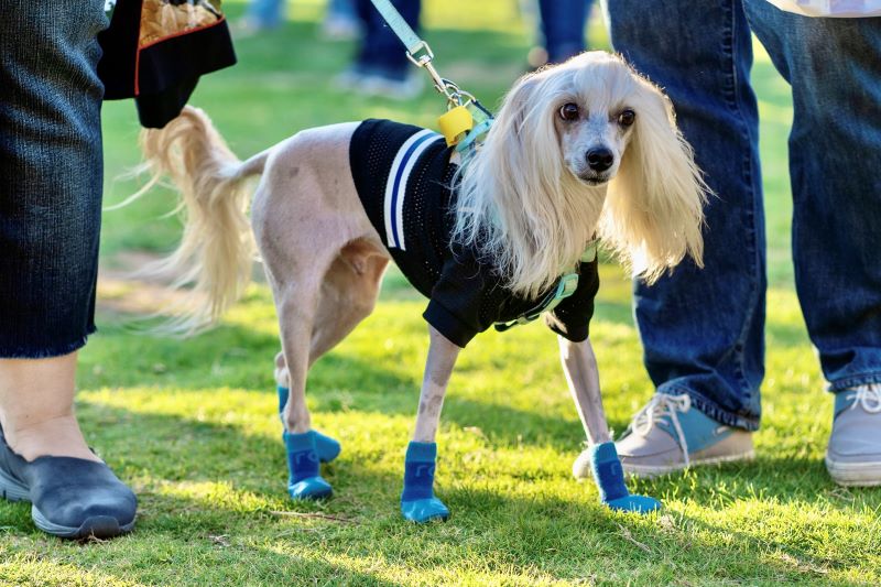 dressed chinese crested dog
