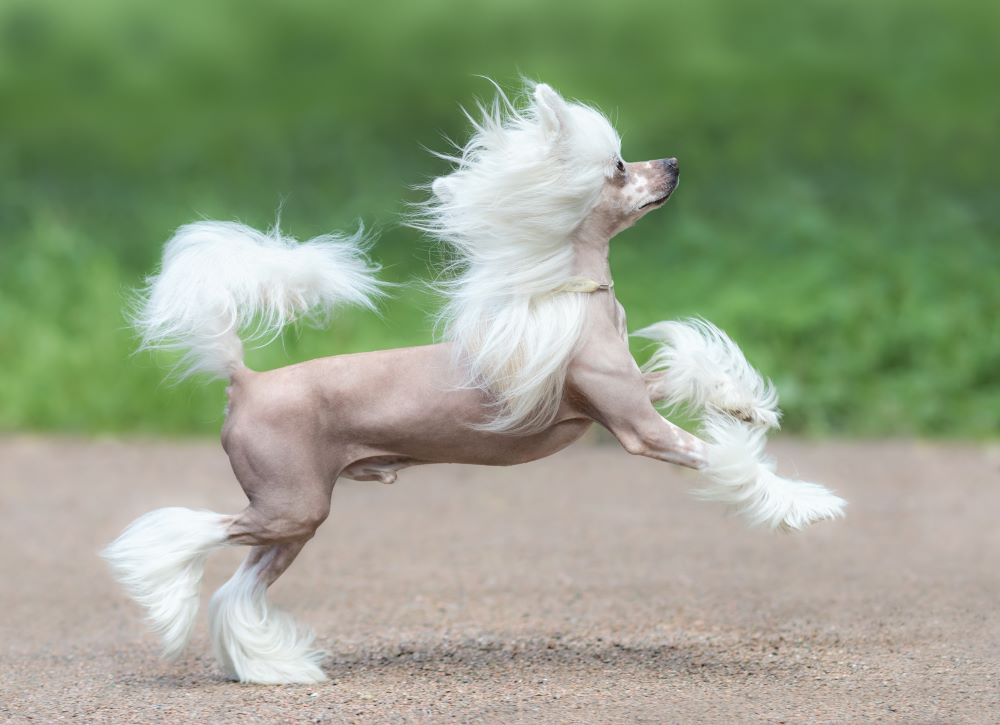 chinese crested dog running