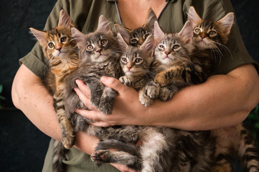 maine coon kittens in woman's hand
