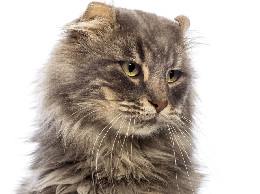 American Curl Cat Breed Information, Characteristics & How to Take Care