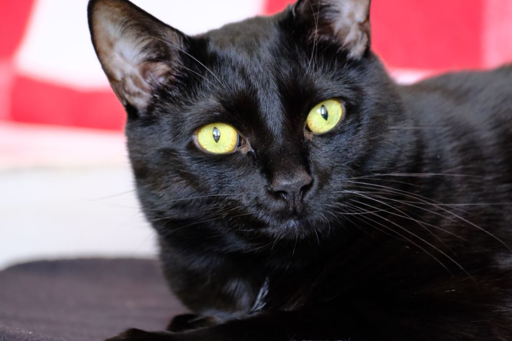 Bombay Cat Breed Information, Characteristics & How to Take Care