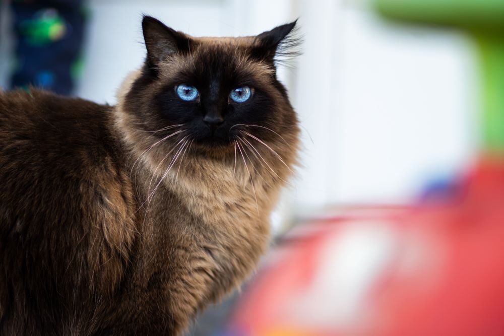 Himalayan burmese cat hot sale