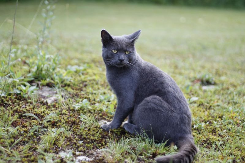 korat cat sitting in grass