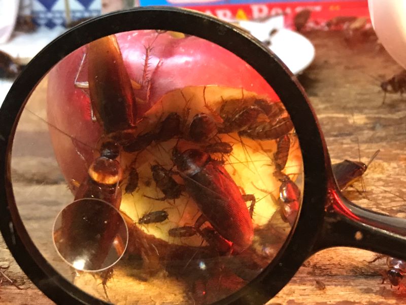 cockroach-in-the-dirty-kitchen