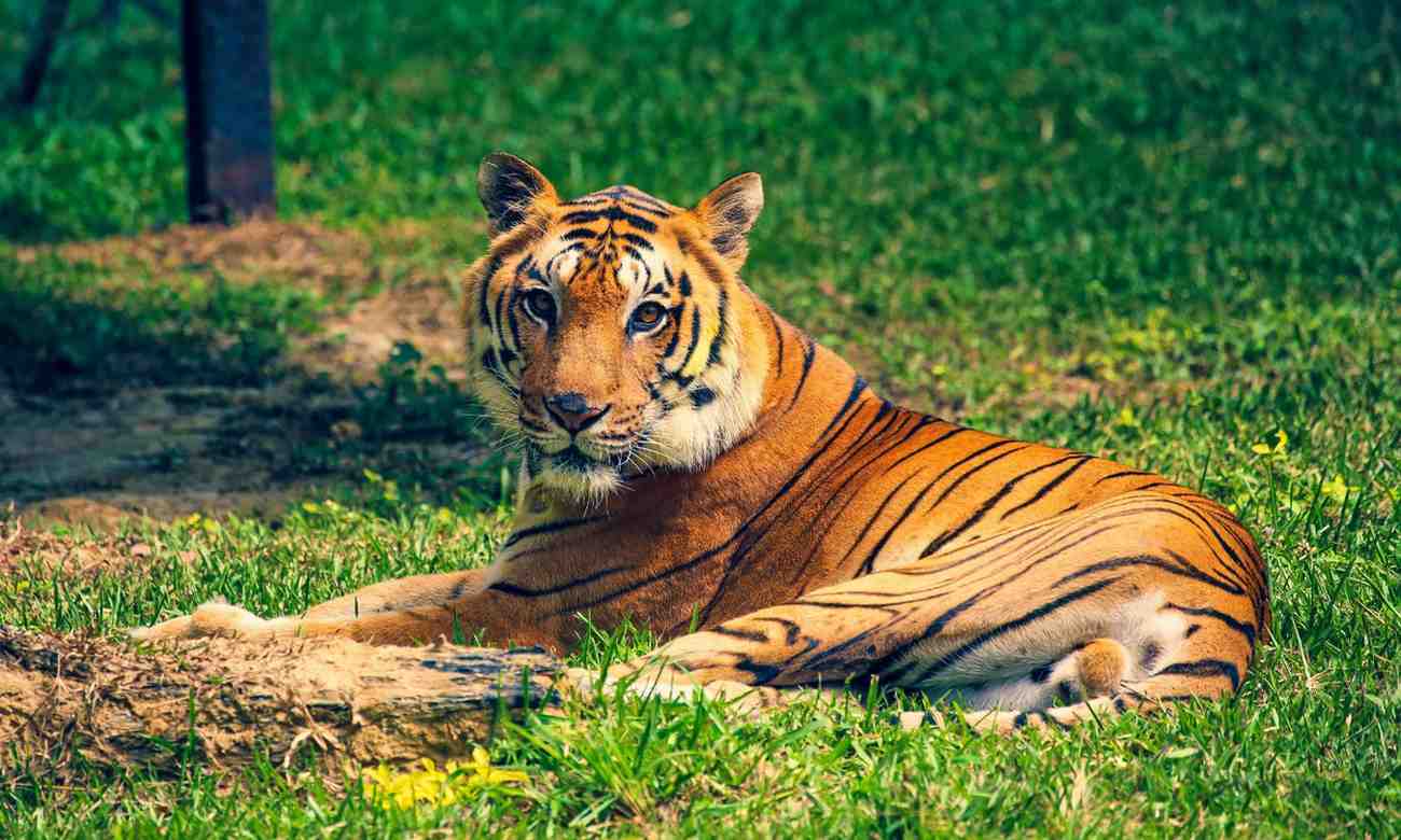3 best wildlife safaris to visit near bangalore