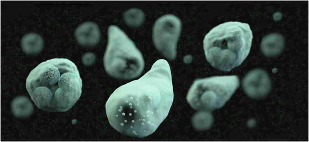 Amoebiasis: Symptoms, Causes, Types, Treatment & Prevention