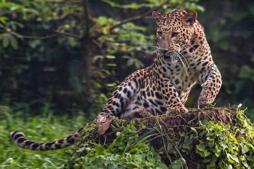 anamalai tiger reserve coimbatore