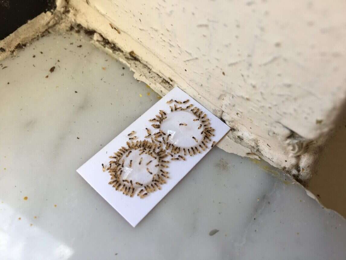 ant killer