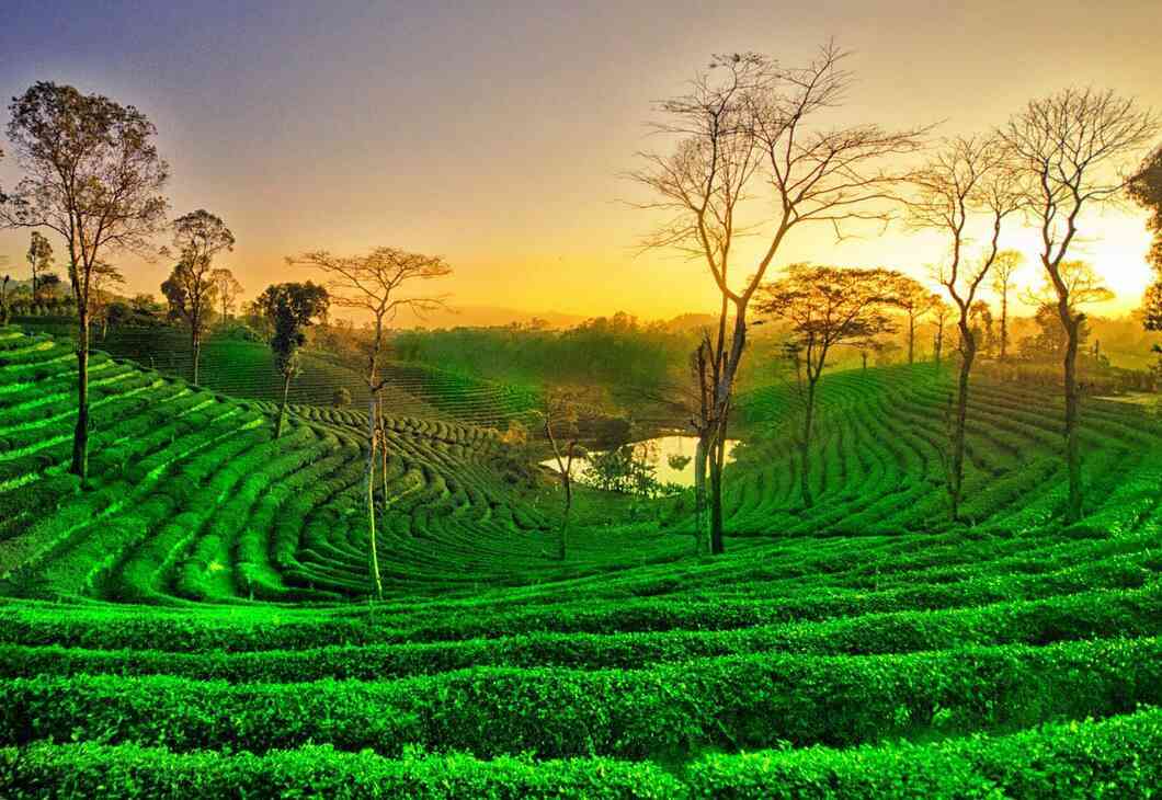 assam famous