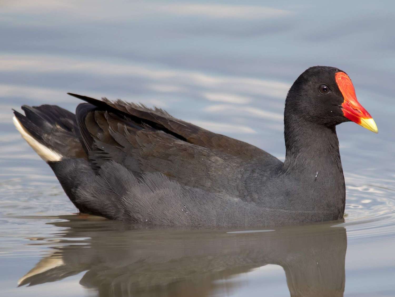bakhira bird sanctuary india