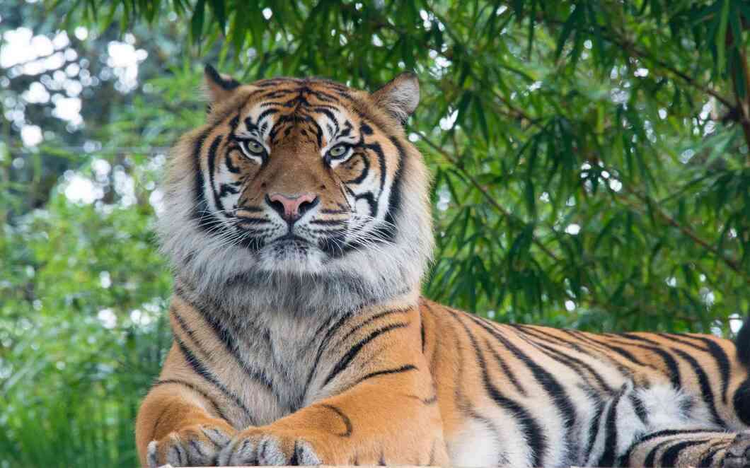 bandipur national park from mysore