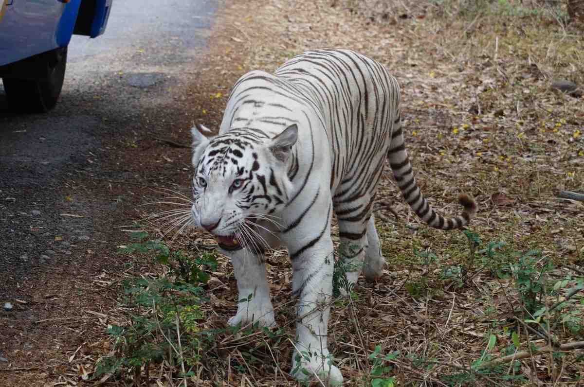 bannerghatta national park