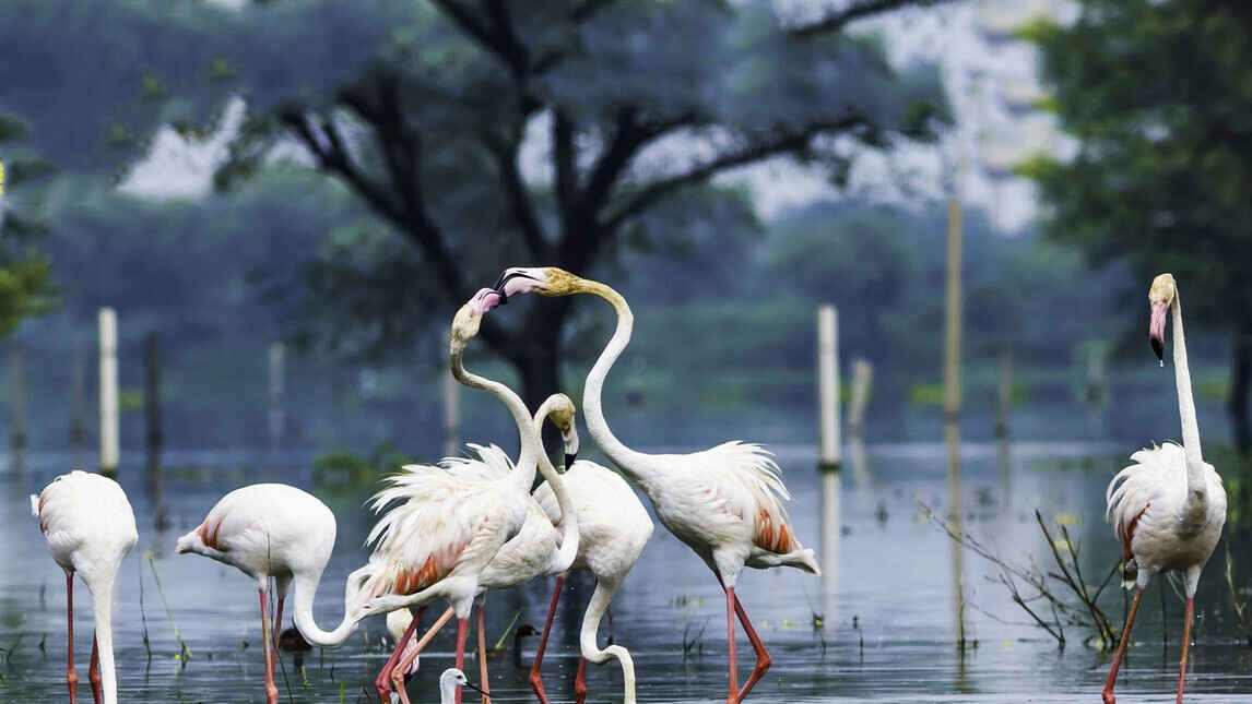 bharatpur