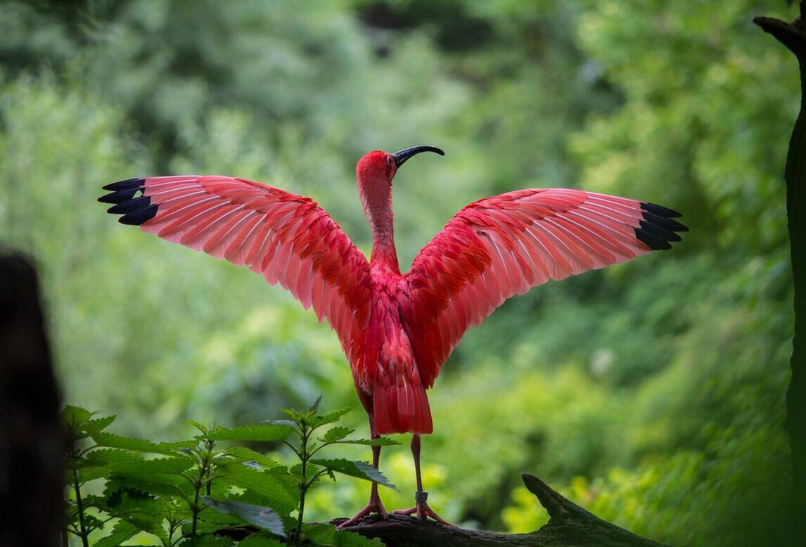 bhindawas wildlife sanctuary