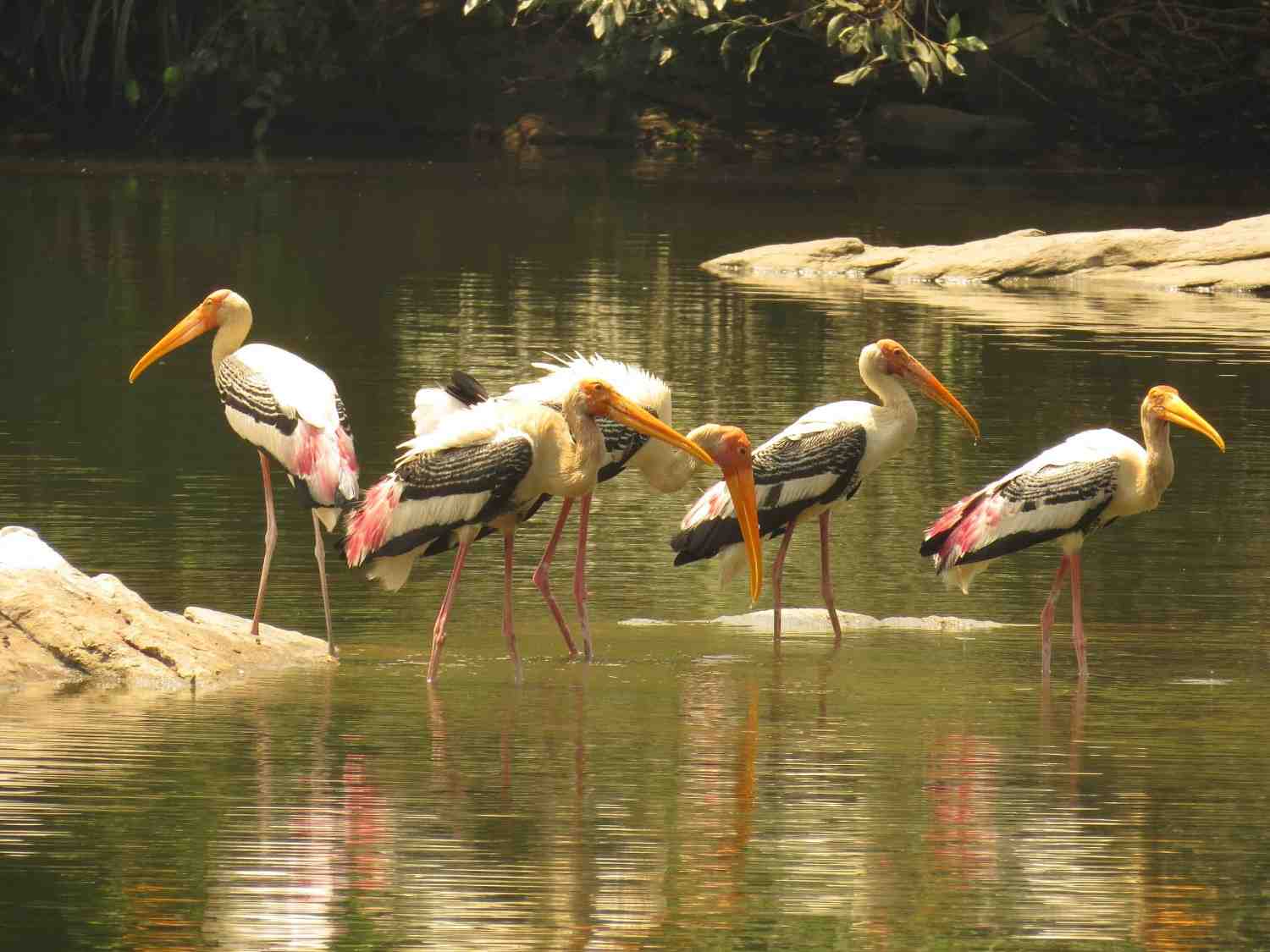 bird sanctuaries in india