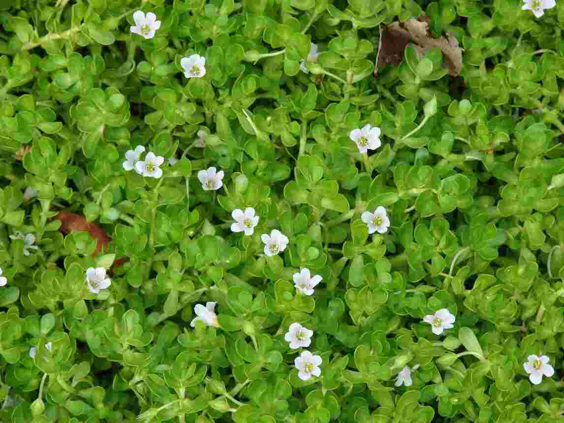 Benefits of Brahmi: Usage & Side effects Benefits of Brahmi: Usage & Side effects