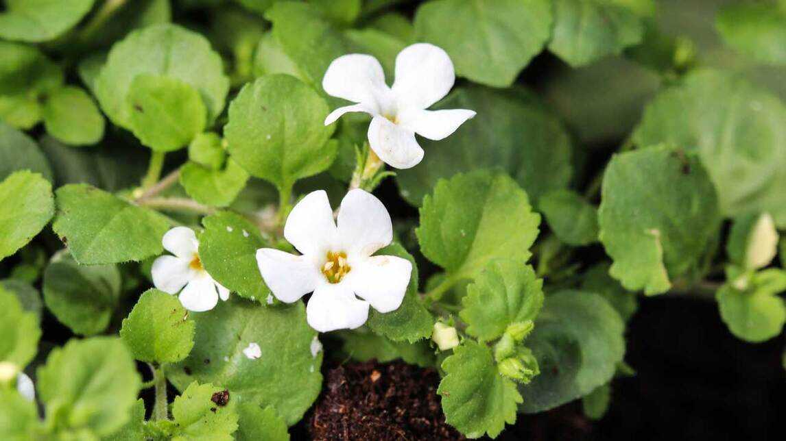 Benefits of Brahmi: Usage & Side effects