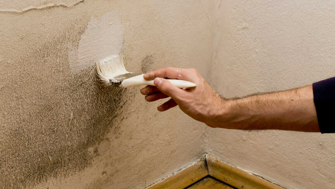 brush mould