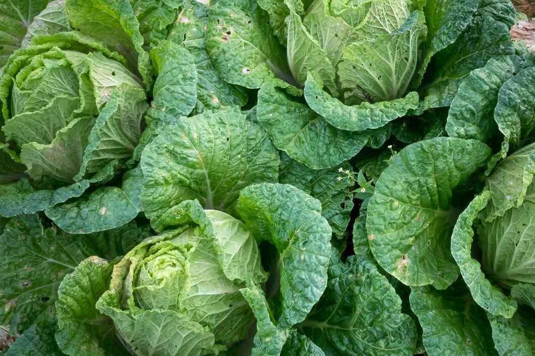 Benefits Of Cabbage Nutritional Value, In Daily Diet & Side Effects