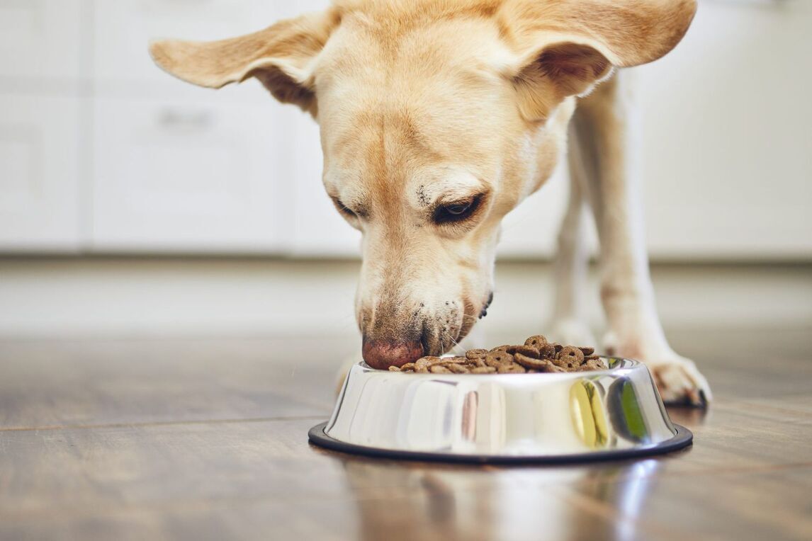 Can dogs eat dog food hotsell
