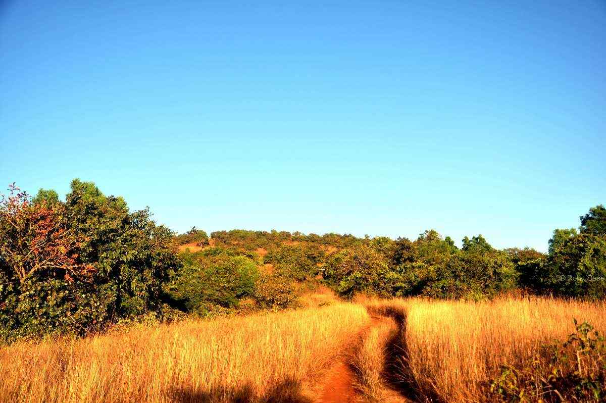 chandoli national park