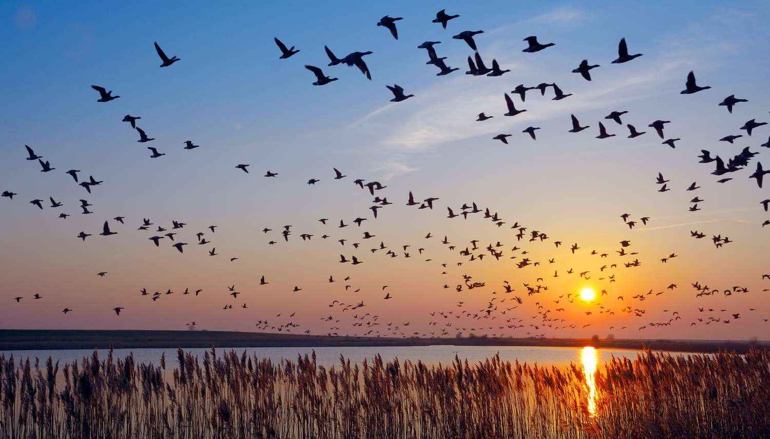 chilika lake bird sanctuary india