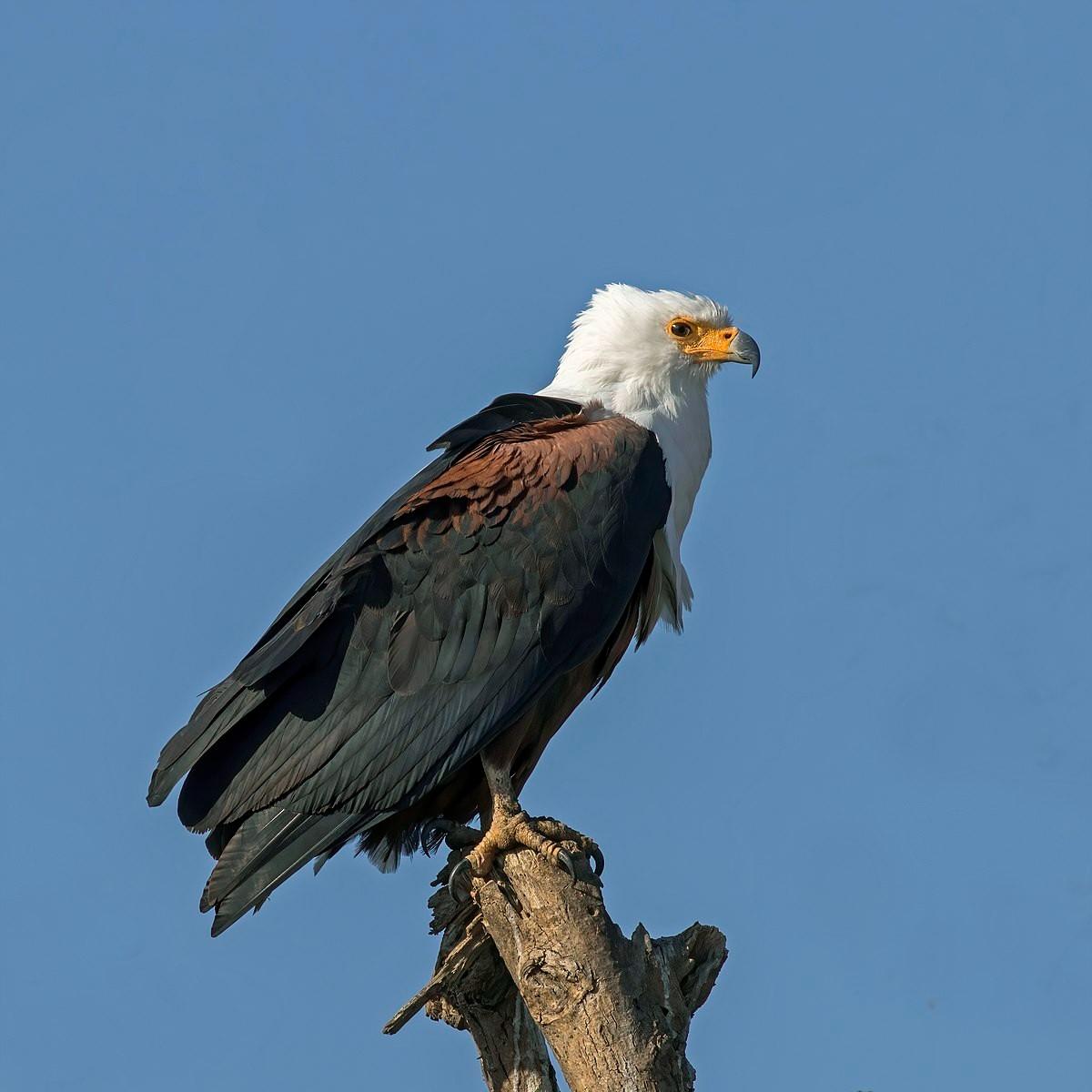 chintamani kar bird sanctuary india