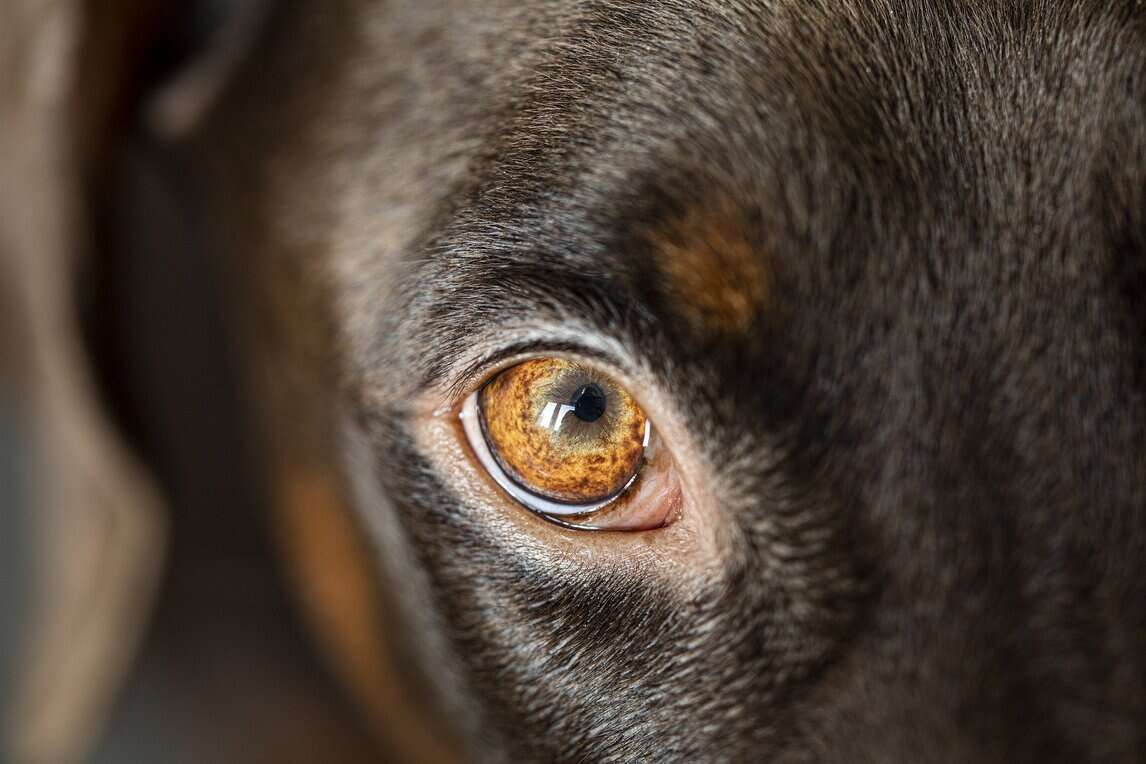 What is Conjunctivitis In Dogs Meaning, Symptoms & Diagnosis