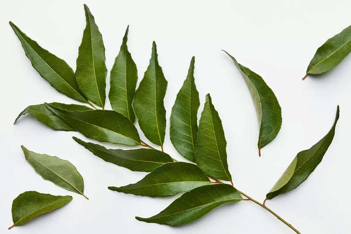 Do you eat Curry Leaves for Vibrant Hair?