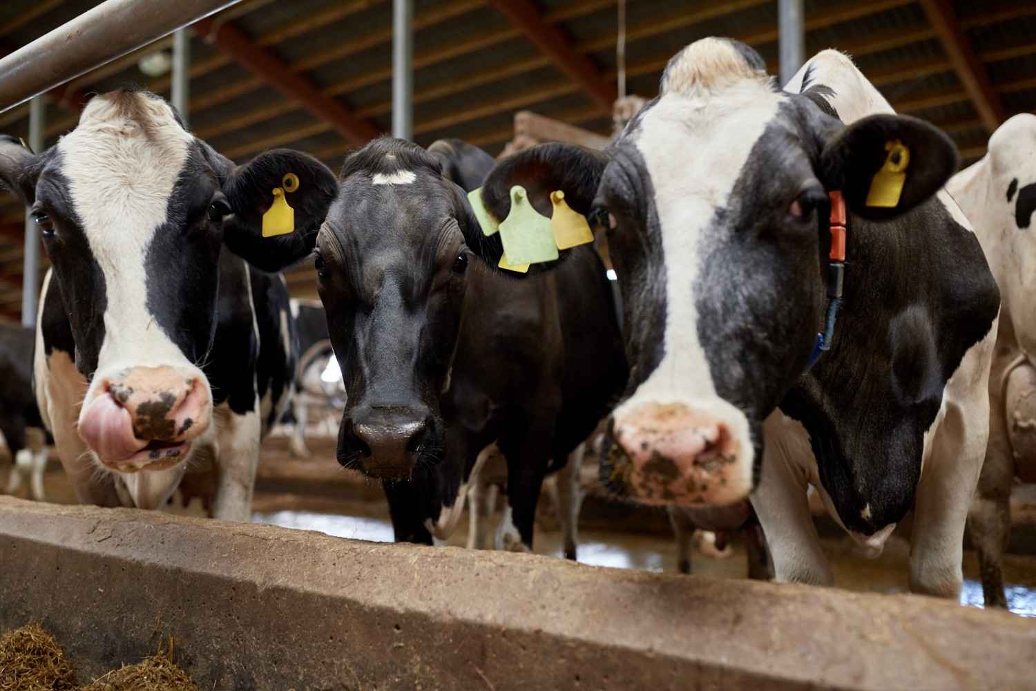 dairy supply