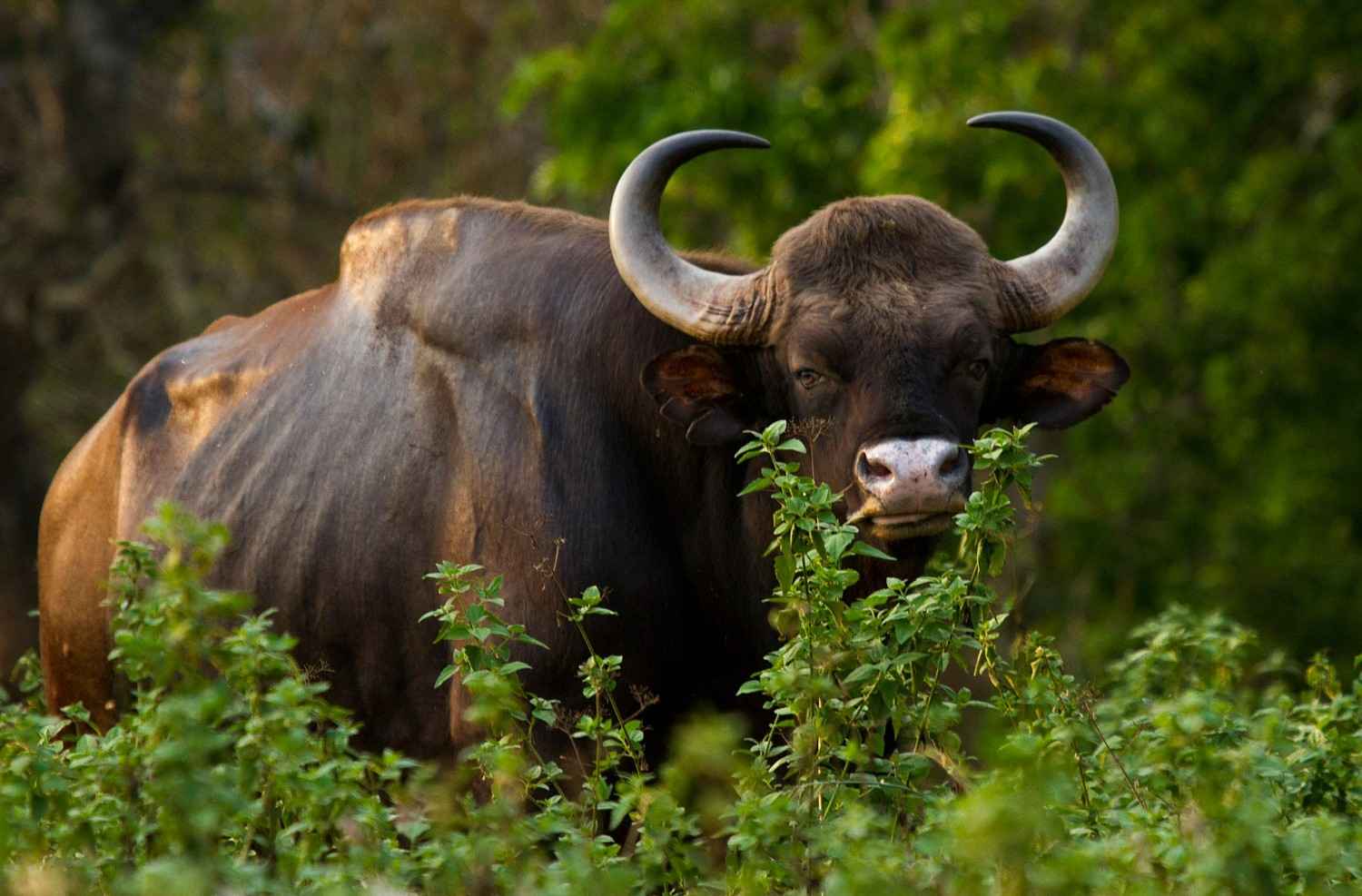 dajipur wildlife sanctuary