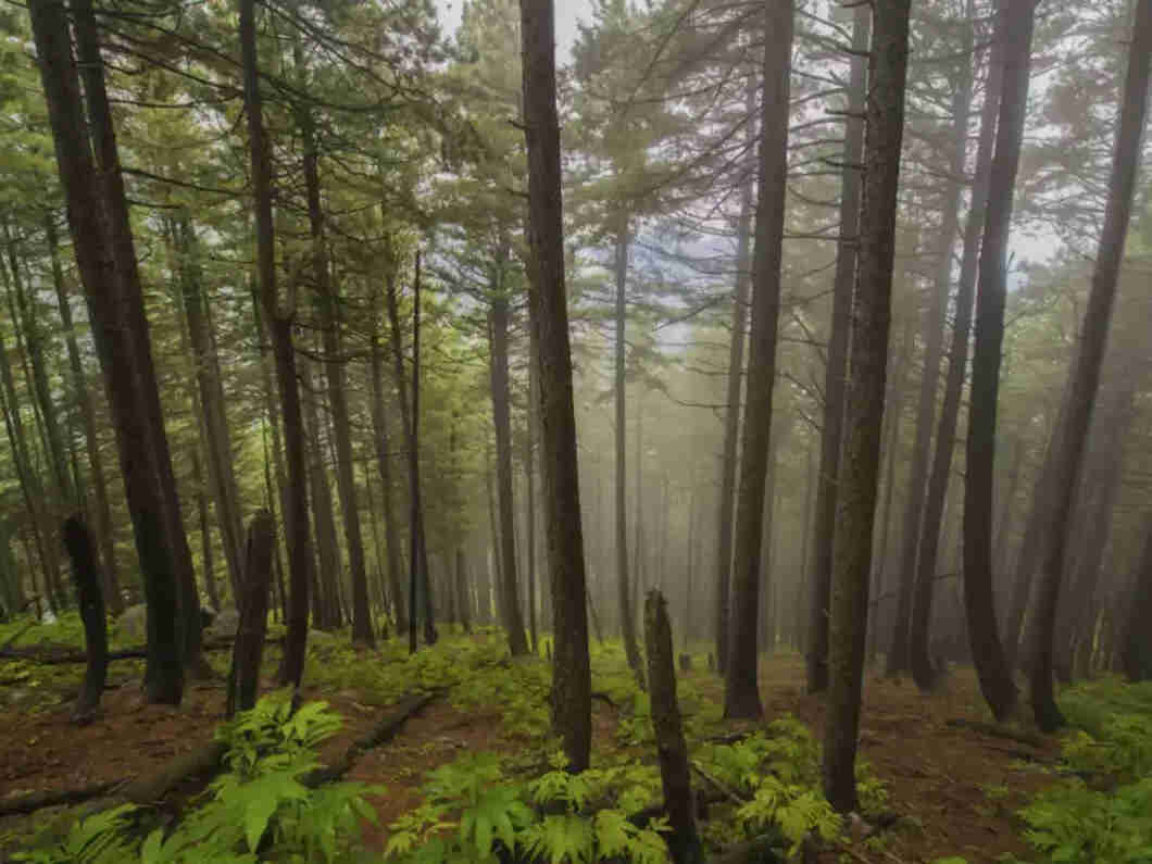 daringbadi