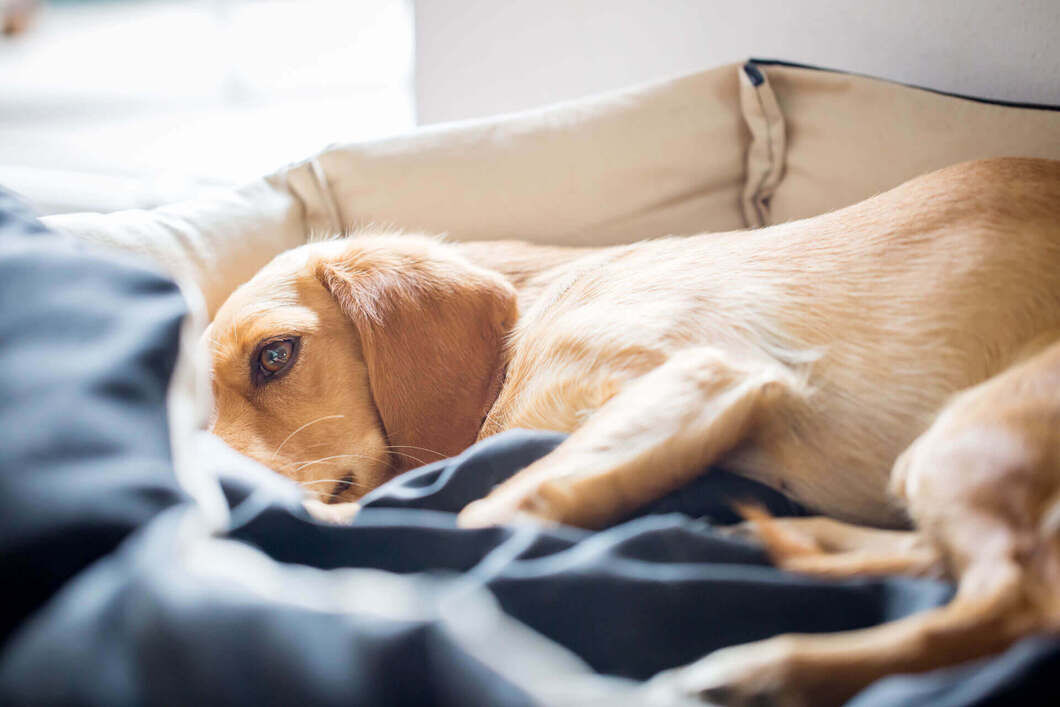 Dog Sickness and Illness Symptoms, Prevention & Treatment
