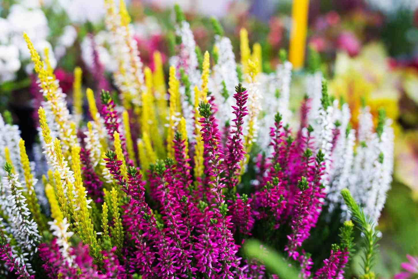 flower shop business in bengal