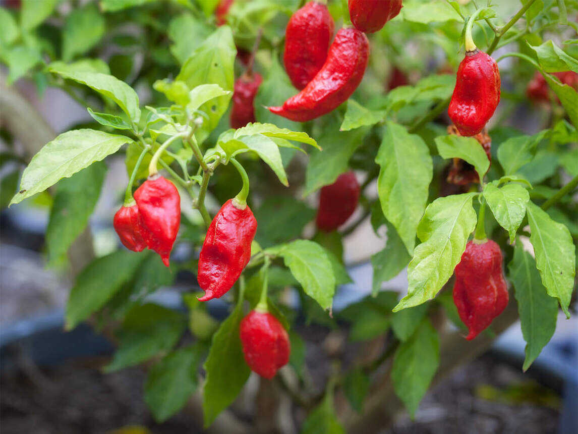 ghost pepper production assam