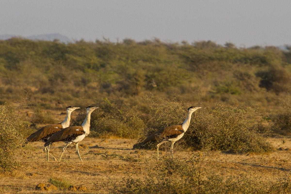 great indian bustard sanctuary