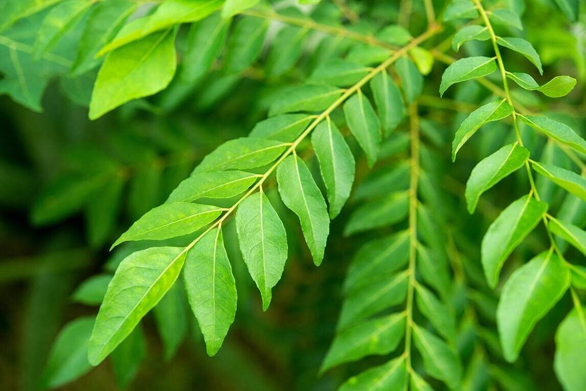 Aggregate 79+ eating curry leaves for hair best ceg.edu.vn