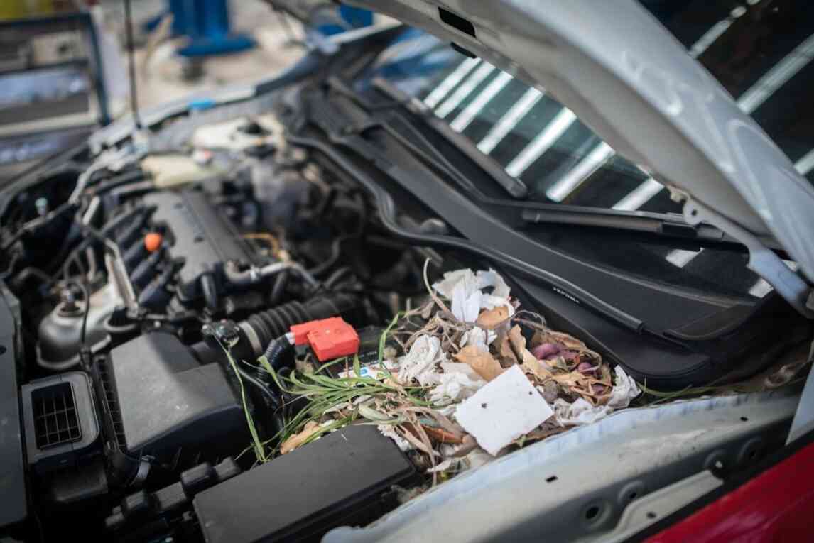 how to keep rodents away from your car
