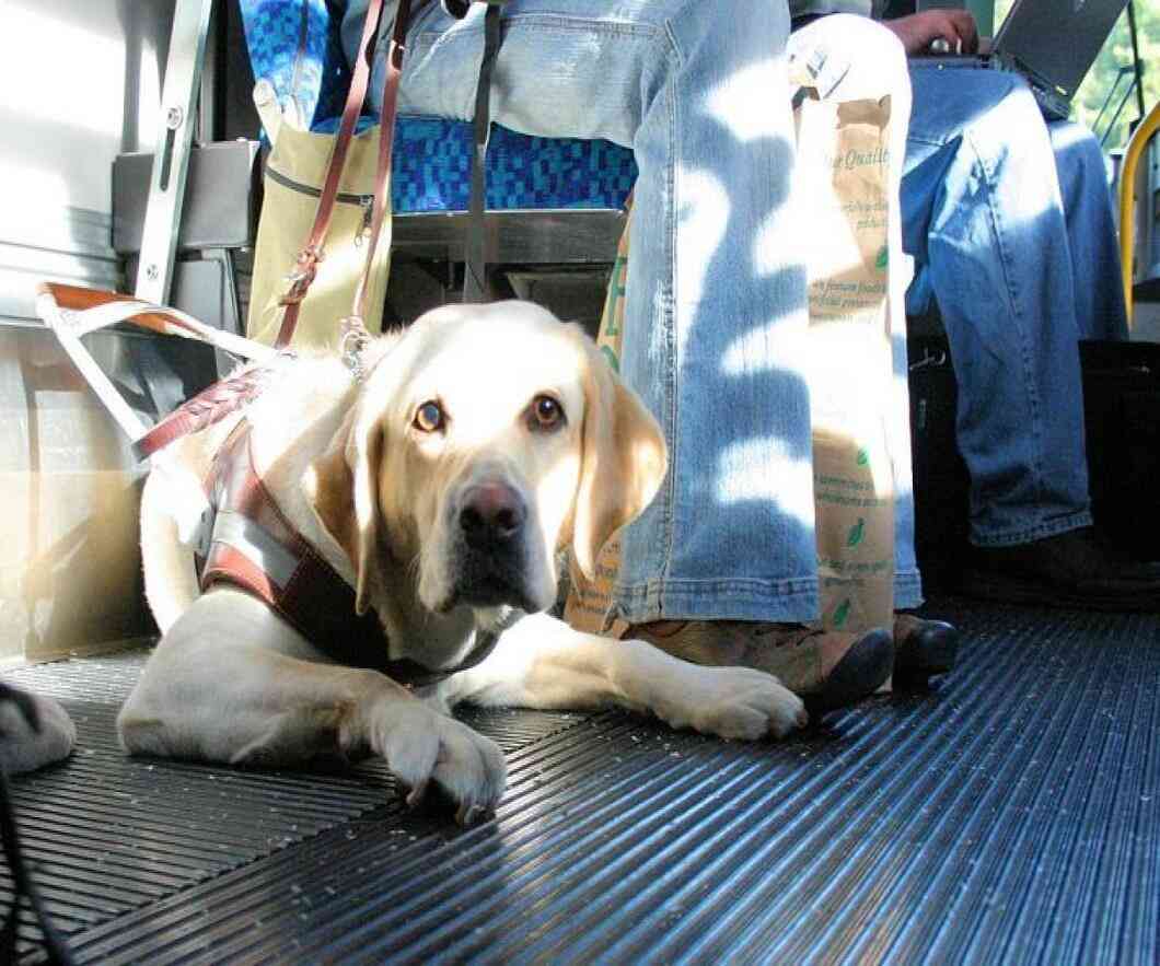 how to travel with pets in bus