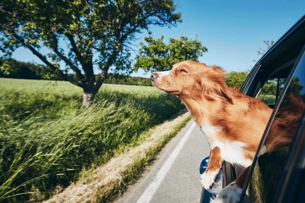 how to travel with pets in car