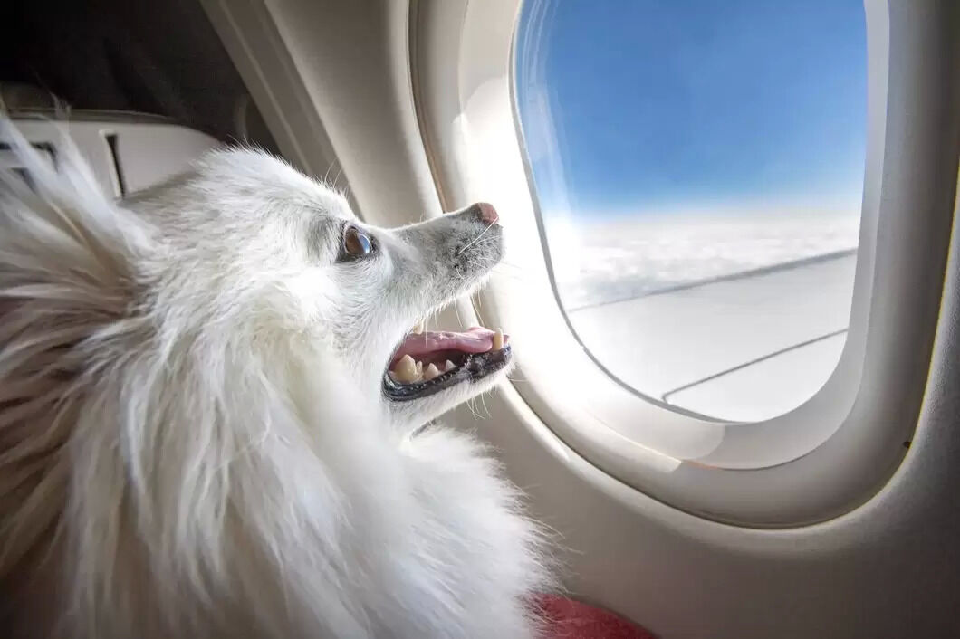 how to travel with pets in plane