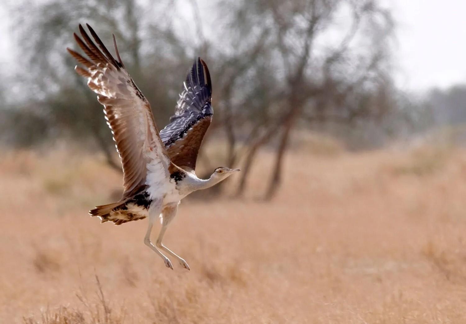 jawaharlal nehru bustard sanctuary india