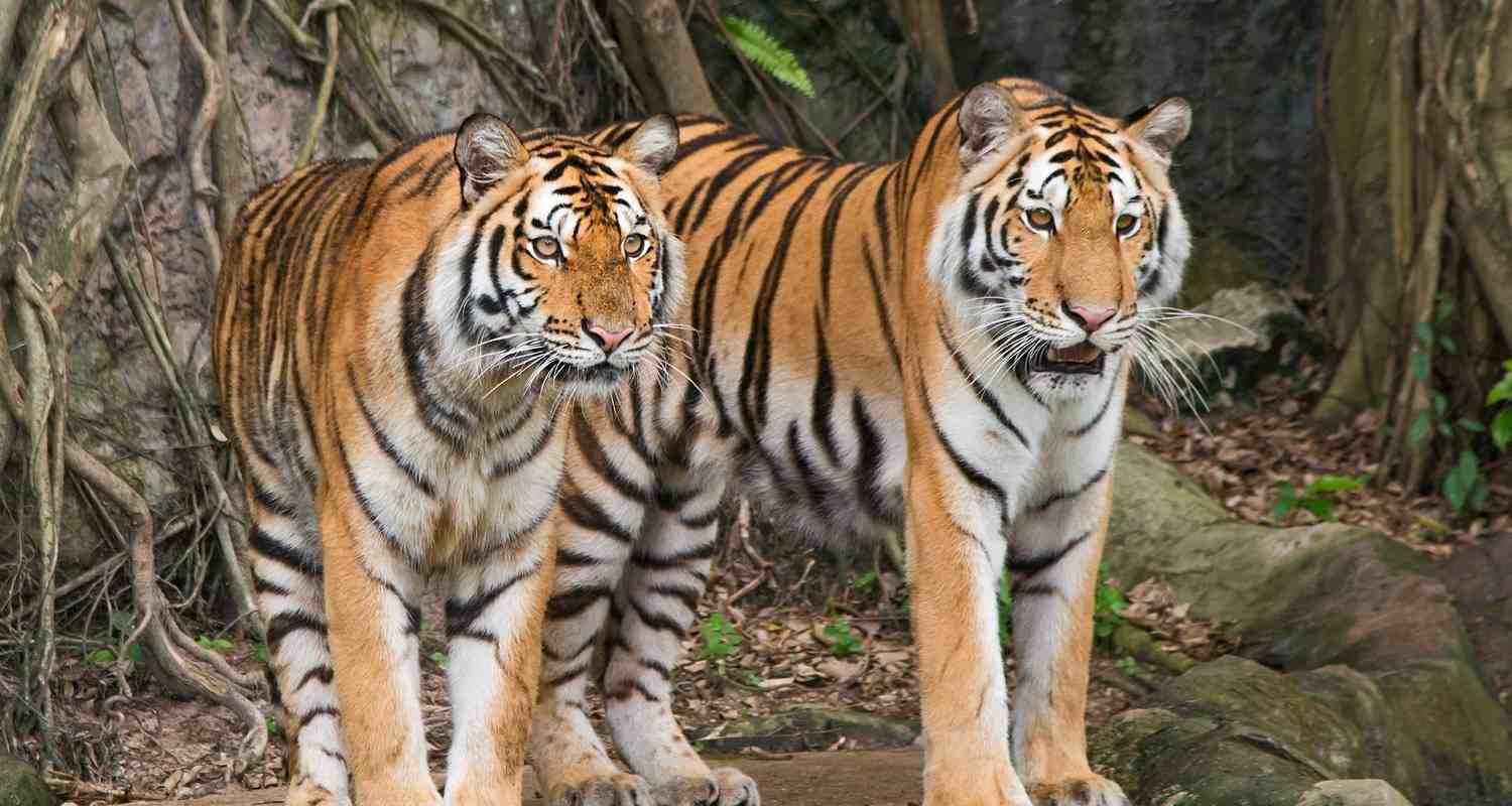 jungle safari rajasthan