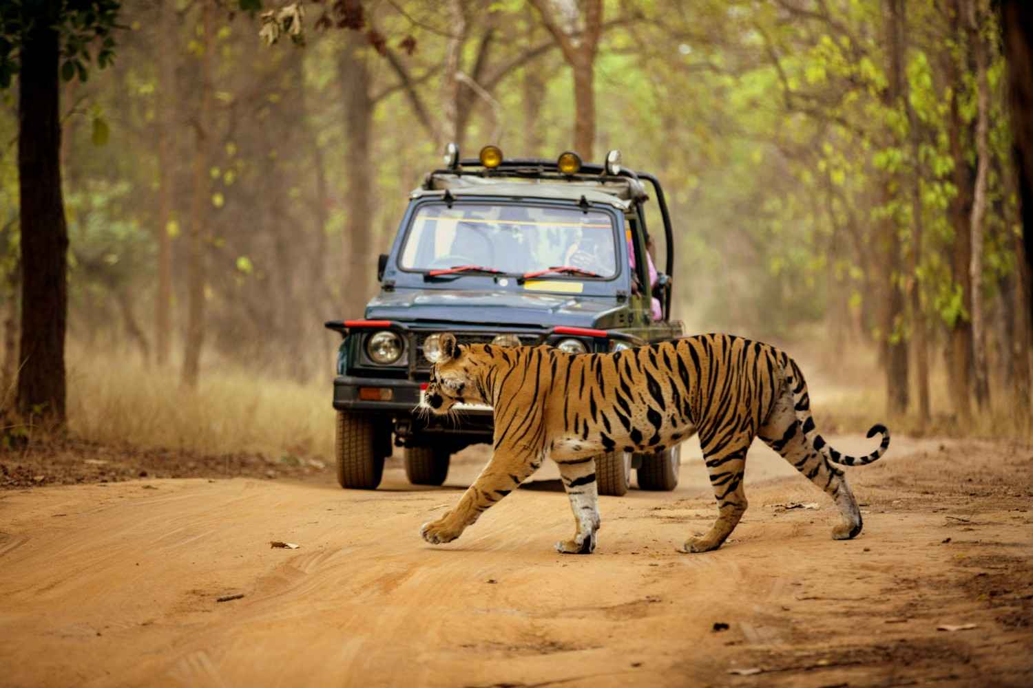 jungle safaris near Mumbai
