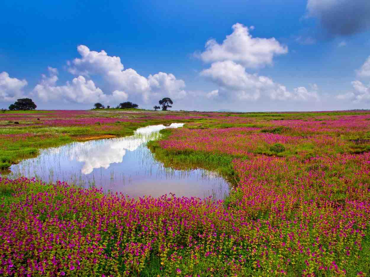 kaas plateau