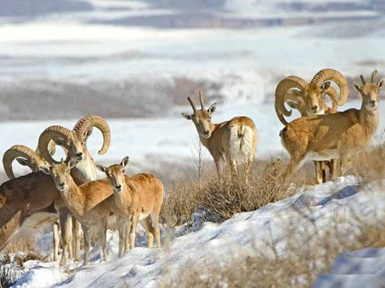 karakoram wildlife sanctuary
