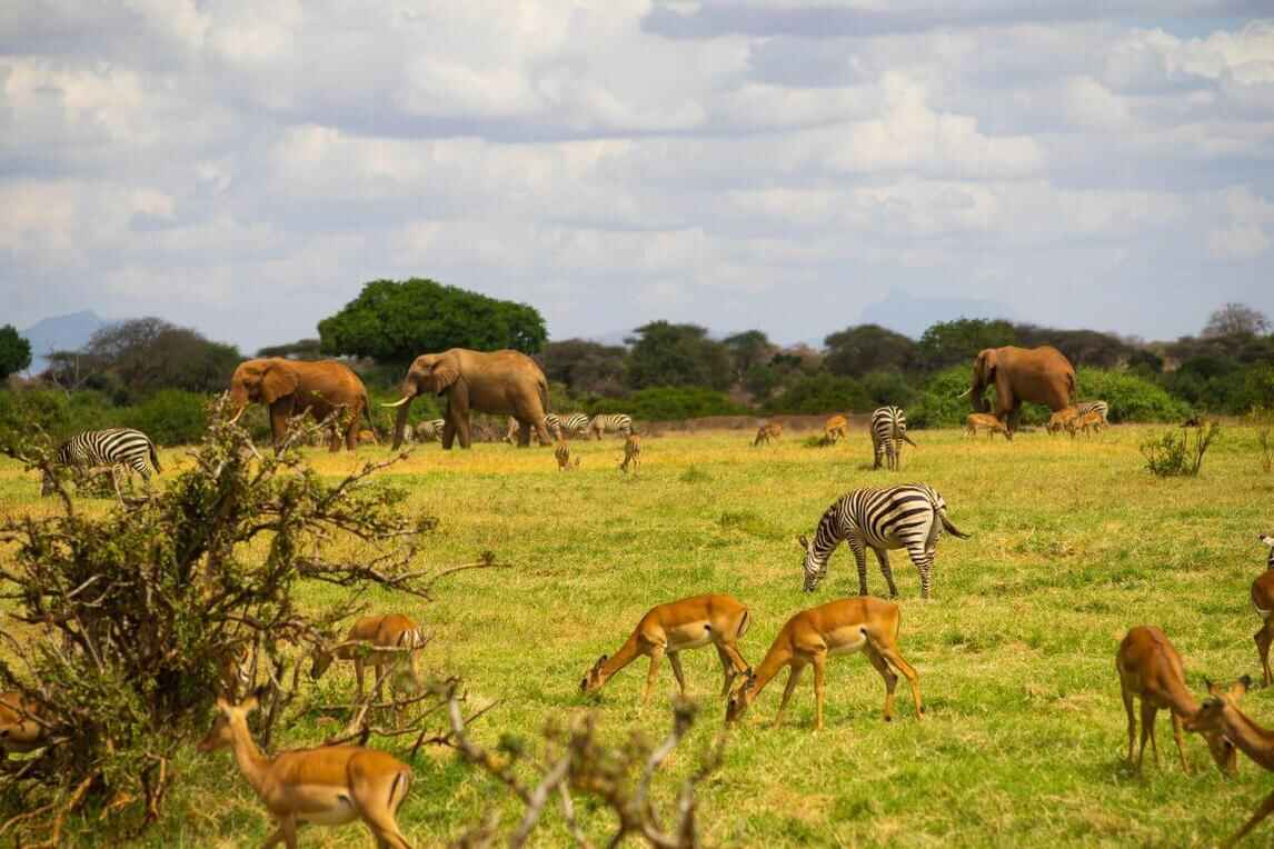 What Is Kenya Famous For: Top 20 Popular Places & Things in Kenya