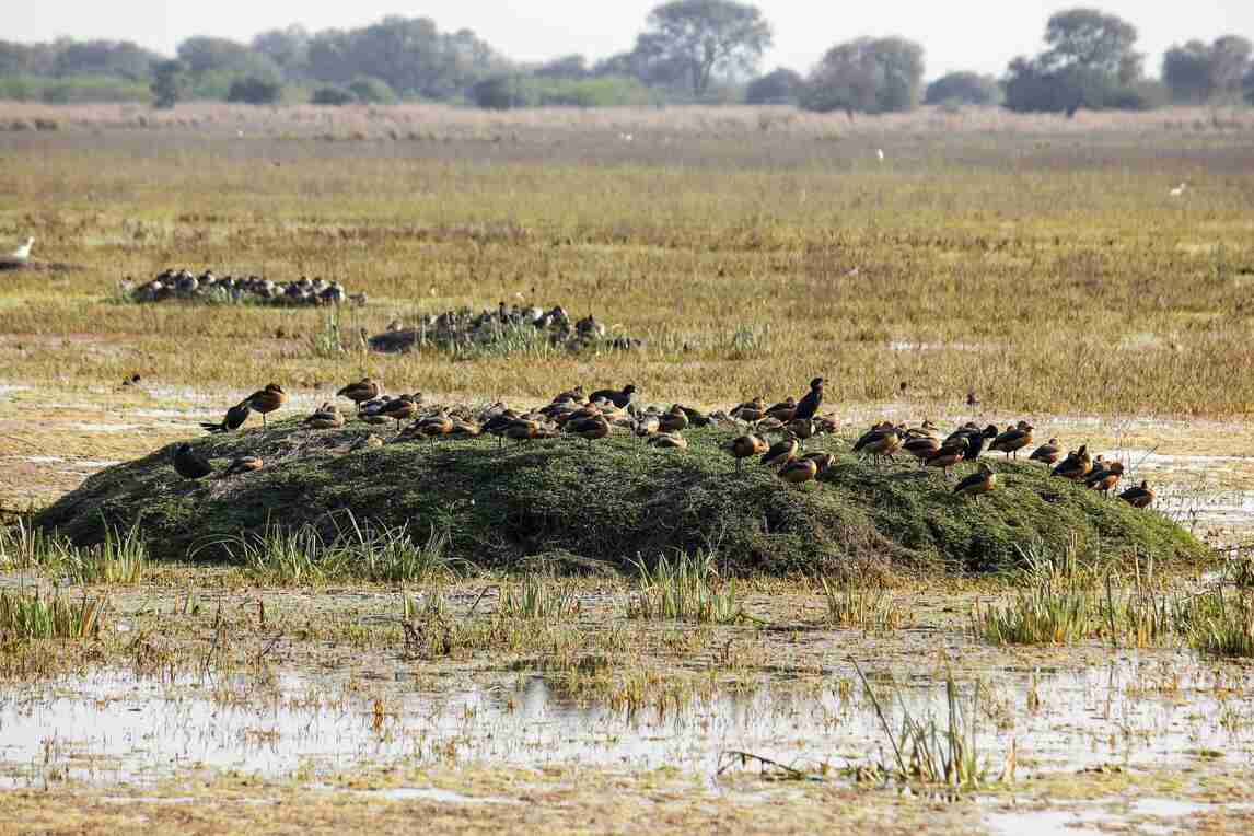 keoladeo national park jaipur