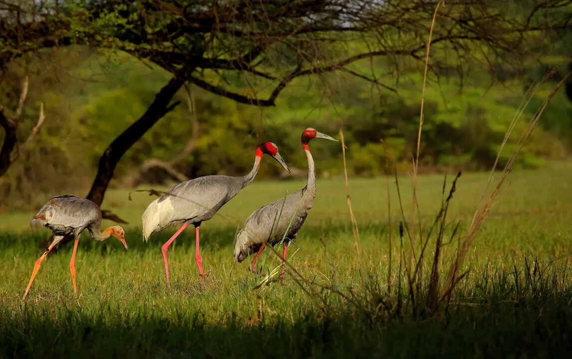 keoladeo national park rajasthan