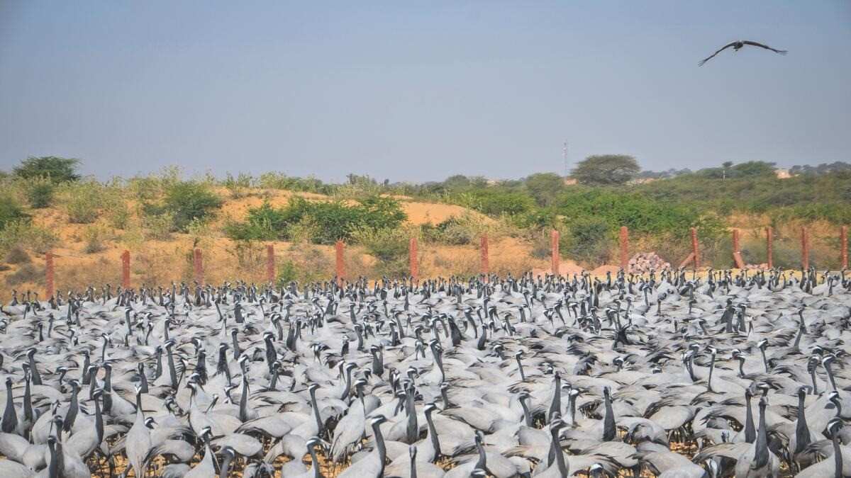 khichan bird sanctuary